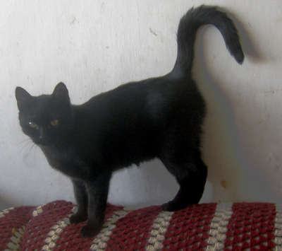 Onyx freut sich auf IHREN Lebensplatz, Mischling Jungtier - Katze