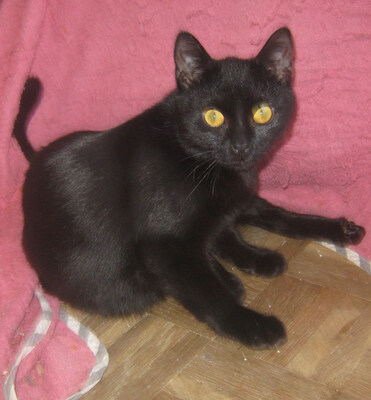 Onyx freut sich auf IHREN Lebensplatz, Mischling Jungtier - Katze