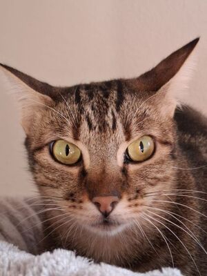 Opera, Europäisch Kurzhaar - Katze