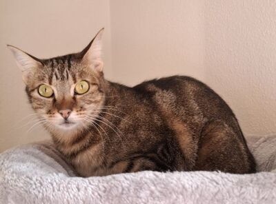 Opera, Europäisch Kurzhaar - Katze