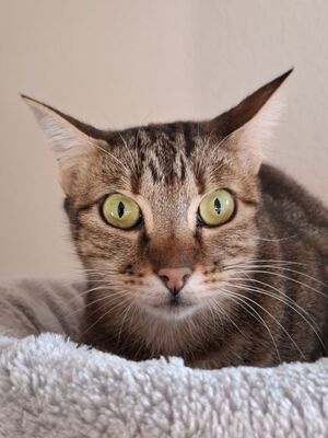 Opera, Europäisch Kurzhaar - Katze