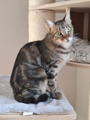 Opera, Europäisch Kurzhaar - Katze