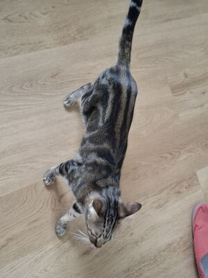 Opera, Europäisch Kurzhaar - Katze