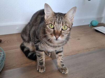 Opera, Europäisch Kurzhaar - Katze