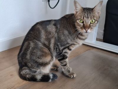 Opera, Europäisch Kurzhaar - Katze