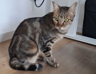 Opera, Europäisch Kurzhaar - Katze