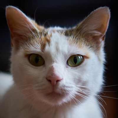 Orange, Europäische Hauskatze - Katze