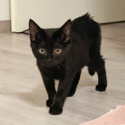 Oreo, Europäisch Kurzhaar - Kater