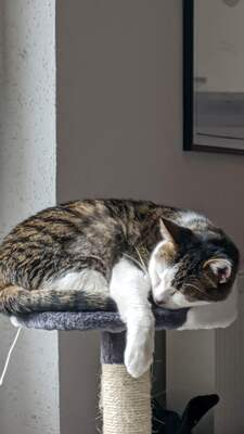 Oreo & Keks, EHK - Katze