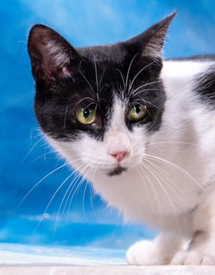 Oreo – lieb und verschmust, Mix - Kater