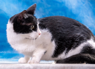 Oreo – lieb und verschmust, Mix - Kater