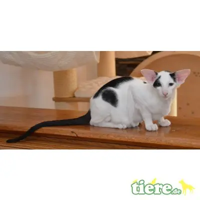 Orientalische Kurzhaar - Kater