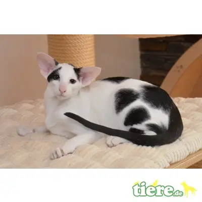 Orientalische Kurzhaar - Kater