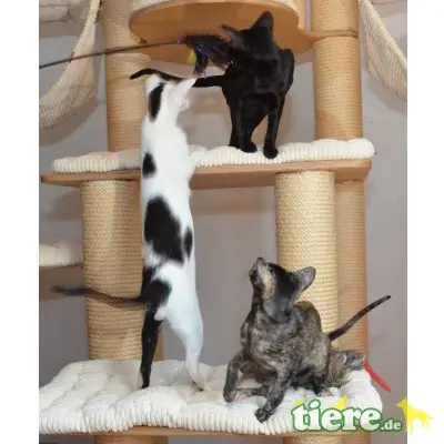 Orientalische Kurzhaar - Kater