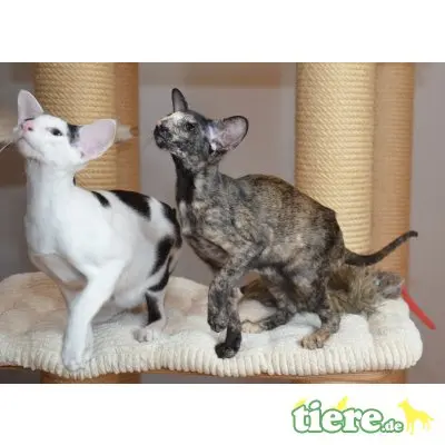 Orientalische Kurzhaar - Kater