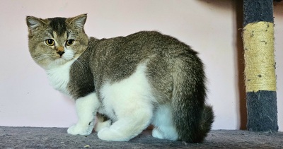 Oskar, Britisch Kurzhaar Jungtier - Kater