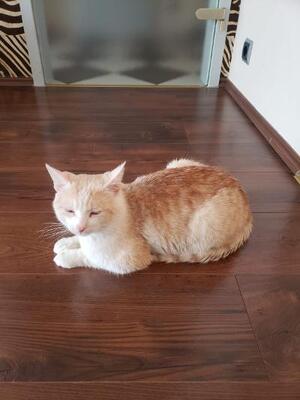 Oskar, Mischling - Kater