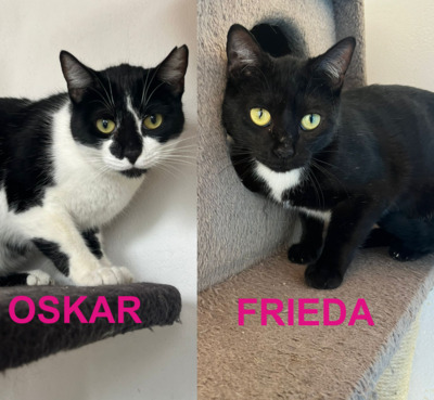 Oskar und Frieda, Hauskatzen Jungtier - Kater