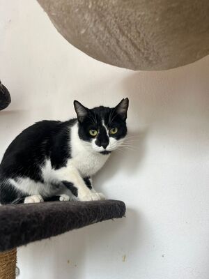 Oskar und Frieda, Hauskatzen Jungtier - Kater