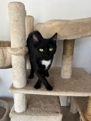 Oskar und Frieda, Hauskatzen Jungtier - Kater