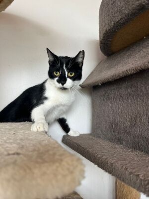 Oskar und Frieda, Hauskatzen Jungtier - Kater