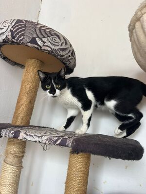 Oskar und Frieda, Hauskatzen Jungtier - Kater