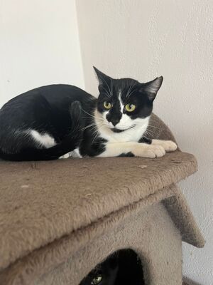 Oskar und Frieda, Hauskatzen Jungtier - Kater