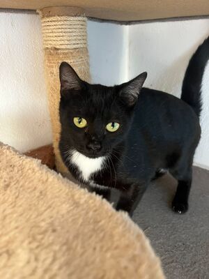 Oskar und Frieda, Hauskatzen Jungtier - Kater