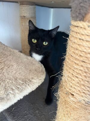 Oskar und Frieda, Hauskatzen Jungtier - Kater