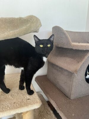 Oskar und Frieda, Hauskatzen Jungtier - Kater