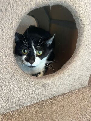 Oskar und Frieda, Hauskatzen Jungtier - Kater