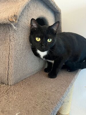 Oskar und Frieda, Hauskatzen Jungtier - Kater