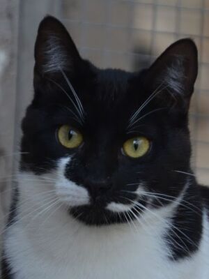 Otono, Europäisch Kurzhaar - Kater