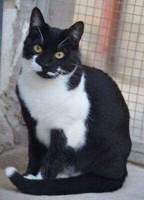 Otono, Europäisch Kurzhaar - Kater