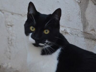 Otono, Europäisch Kurzhaar - Kater
