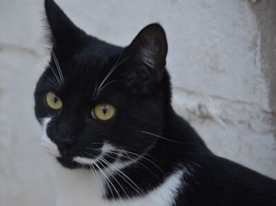 Otono, Europäisch Kurzhaar - Kater