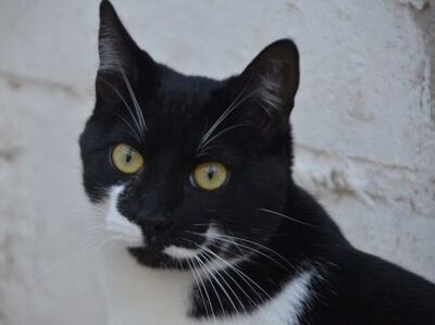 Otono, Europäisch Kurzhaar - Kater