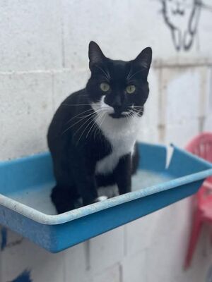Otono, Europäisch Kurzhaar - Kater