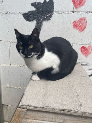 Otono, Europäisch Kurzhaar - Kater