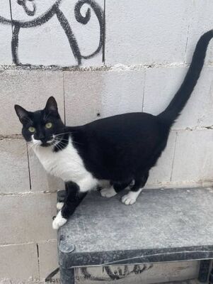 Otono, Europäisch Kurzhaar - Kater