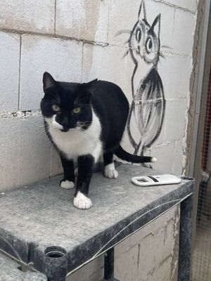 Otono, Europäisch Kurzhaar - Kater