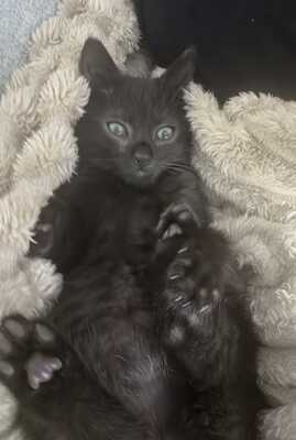 PEPSI - ein winziges Baby