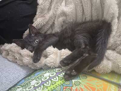 PEPSI - ein winziges Baby, Gewöhnliche Katze Jungtier - Katze