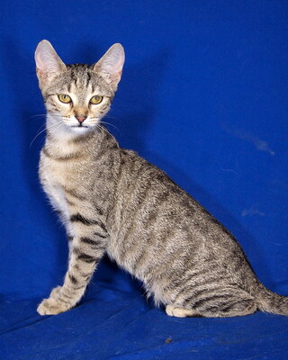 PIPPA - aufgeschlossen und freundlich, verschmust, verspielt, neugierig, hundeverträglich, Mischling Jungtier - Katze