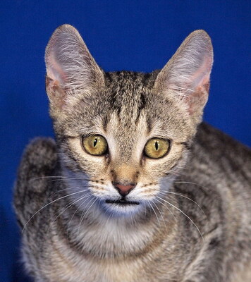 PIPPA - aufgeschlossen und freundlich, verschmust, verspielt, neugierig, hundeverträglich, Mischling Jungtier - Katze