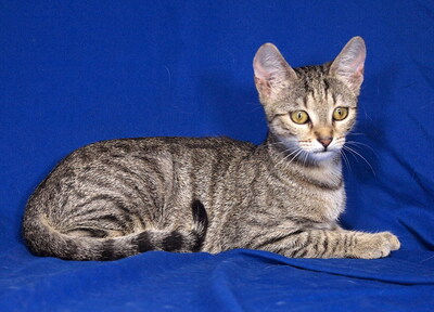 PIPPA - aufgeschlossen und freundlich, verschmust, verspielt, neugierig, hundeverträglich, Mischling Jungtier - Katze