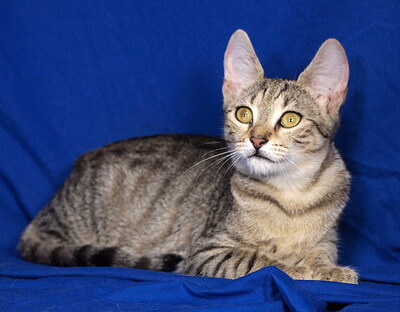 PIPPA - aufgeschlossen und freundlich, verschmust, verspielt, neugierig, hundeverträglich, Mischling Jungtier - Katze