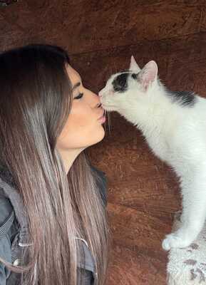 PIPPO, Gewöhnliche Katze Jungtier - Kater