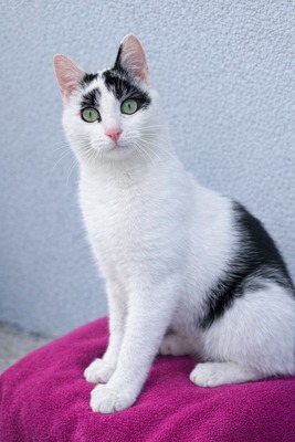 PIPPO, Gewöhnliche Katze Jungtier - Kater