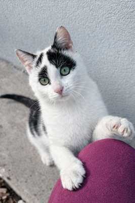 PIPPO, Gewöhnliche Katze Jungtier - Kater